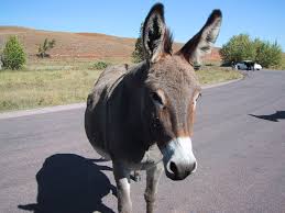 Donkey