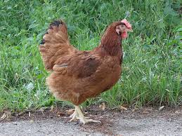 Chicken