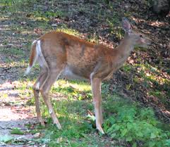 White-tailed deer