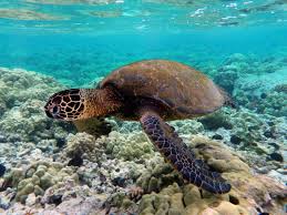Turtles