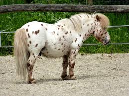 Pony