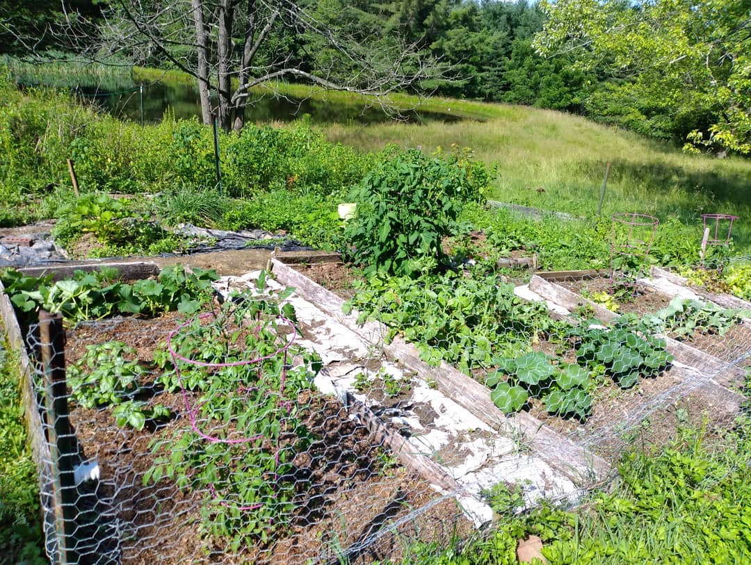 Raised garden beds with caged tomatoes and squash overlooking the farm pond