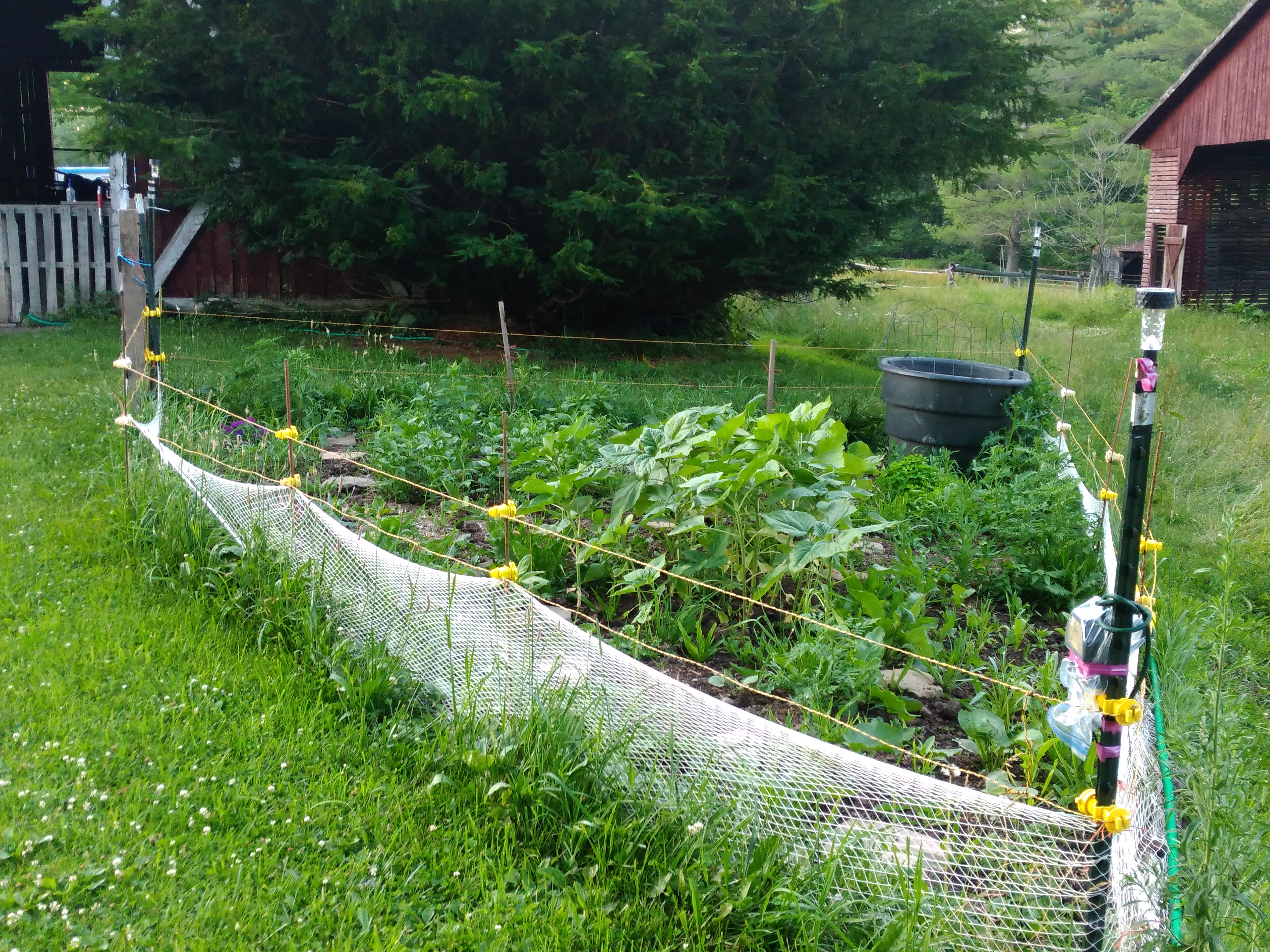 Enclosed garden plot with sunflowers and lush greens backed by heritage barn