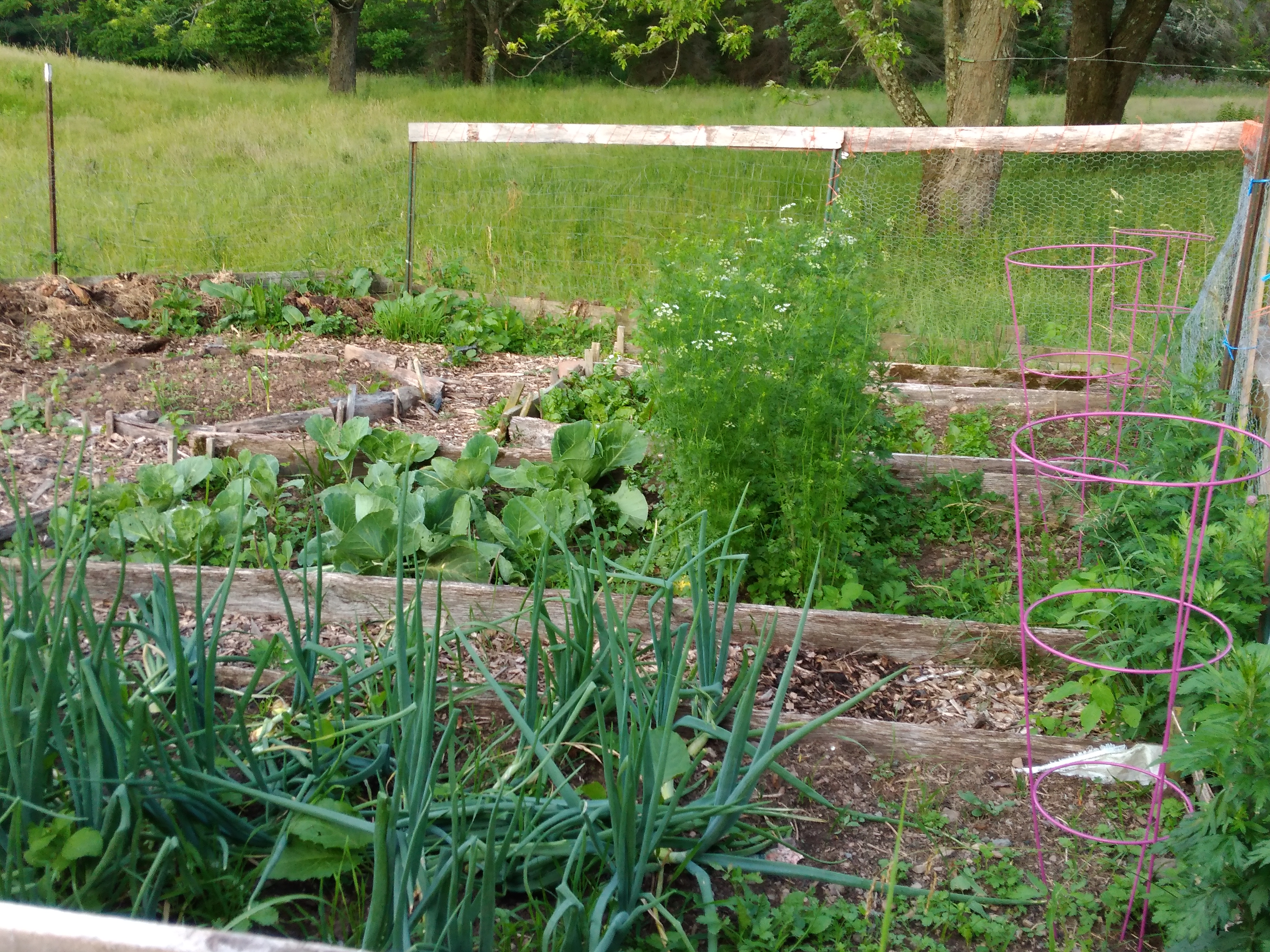 Thriving raised beds with green onions, brassicas, and flowering herbs