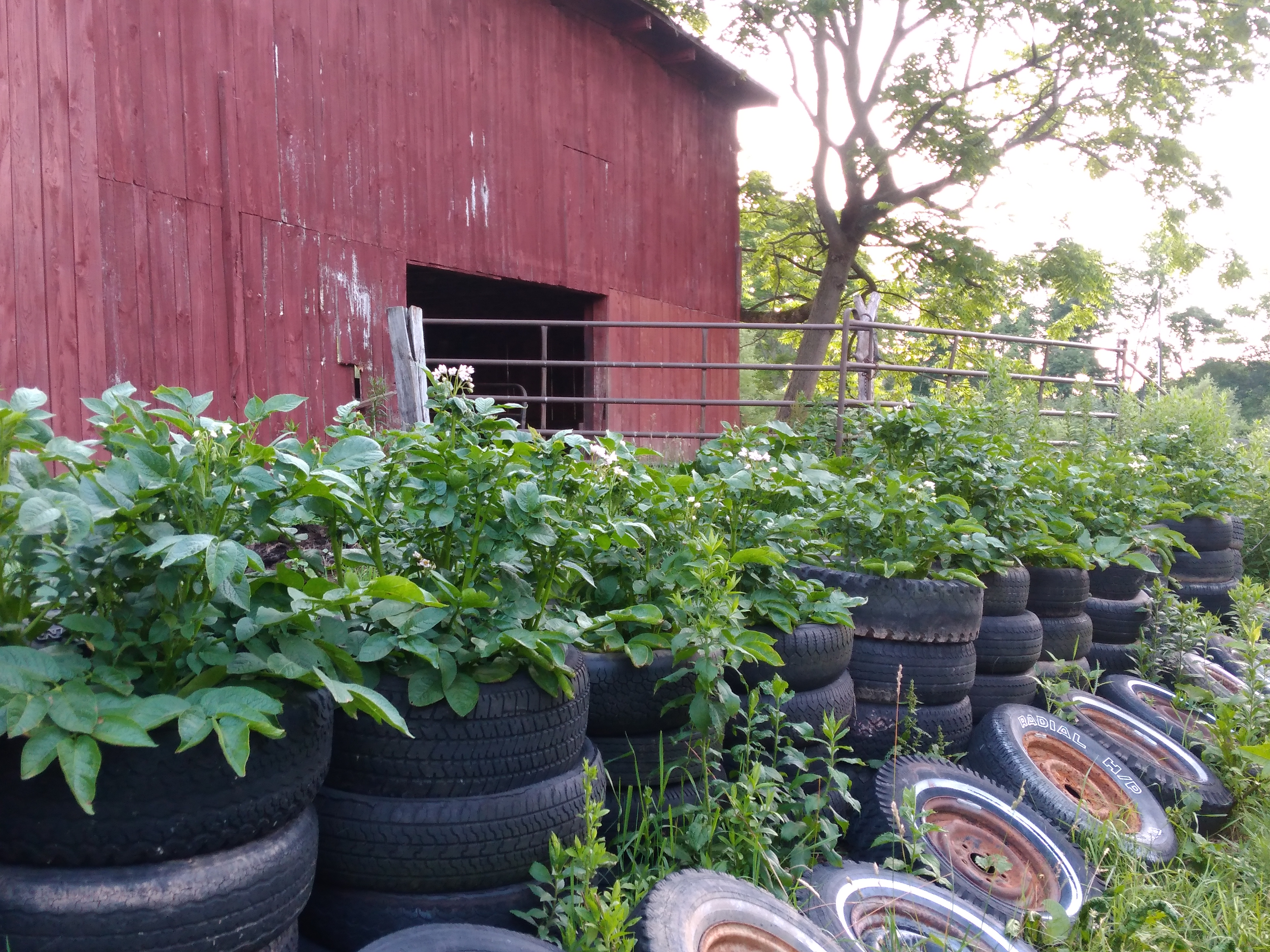 Flowering potato towers growing in stacked repurposed tires against the red barn