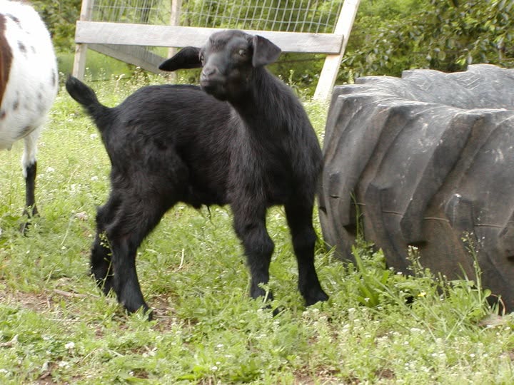 2010 Oak Hill Kid