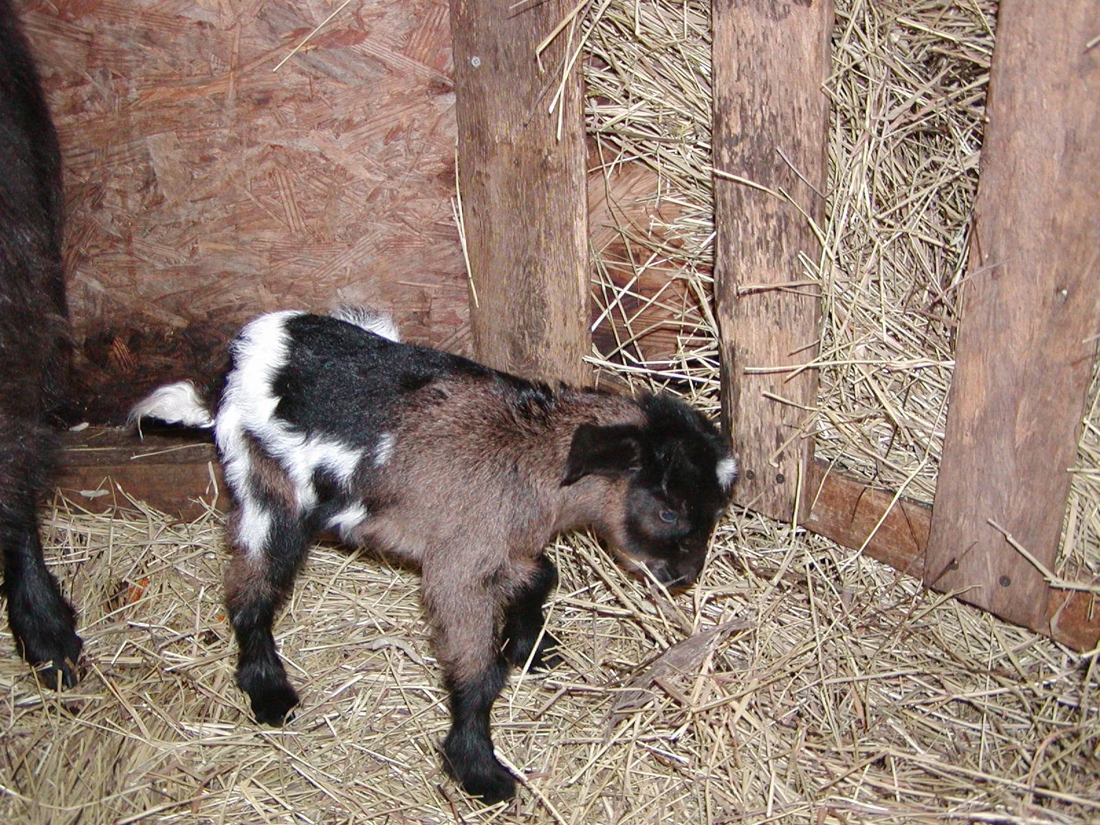 2011 Oak Hill Kid