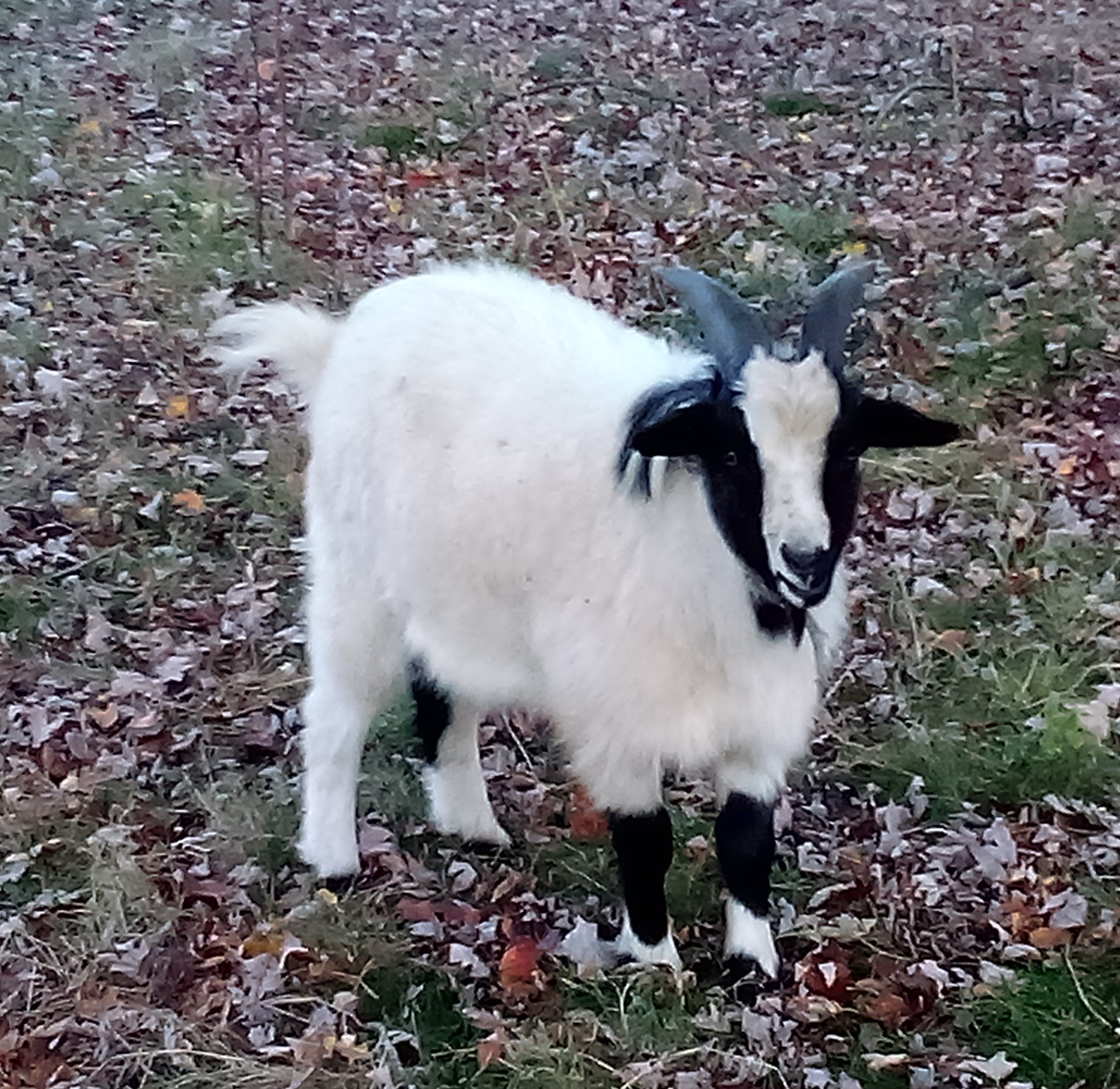 Oak Hill Clyde