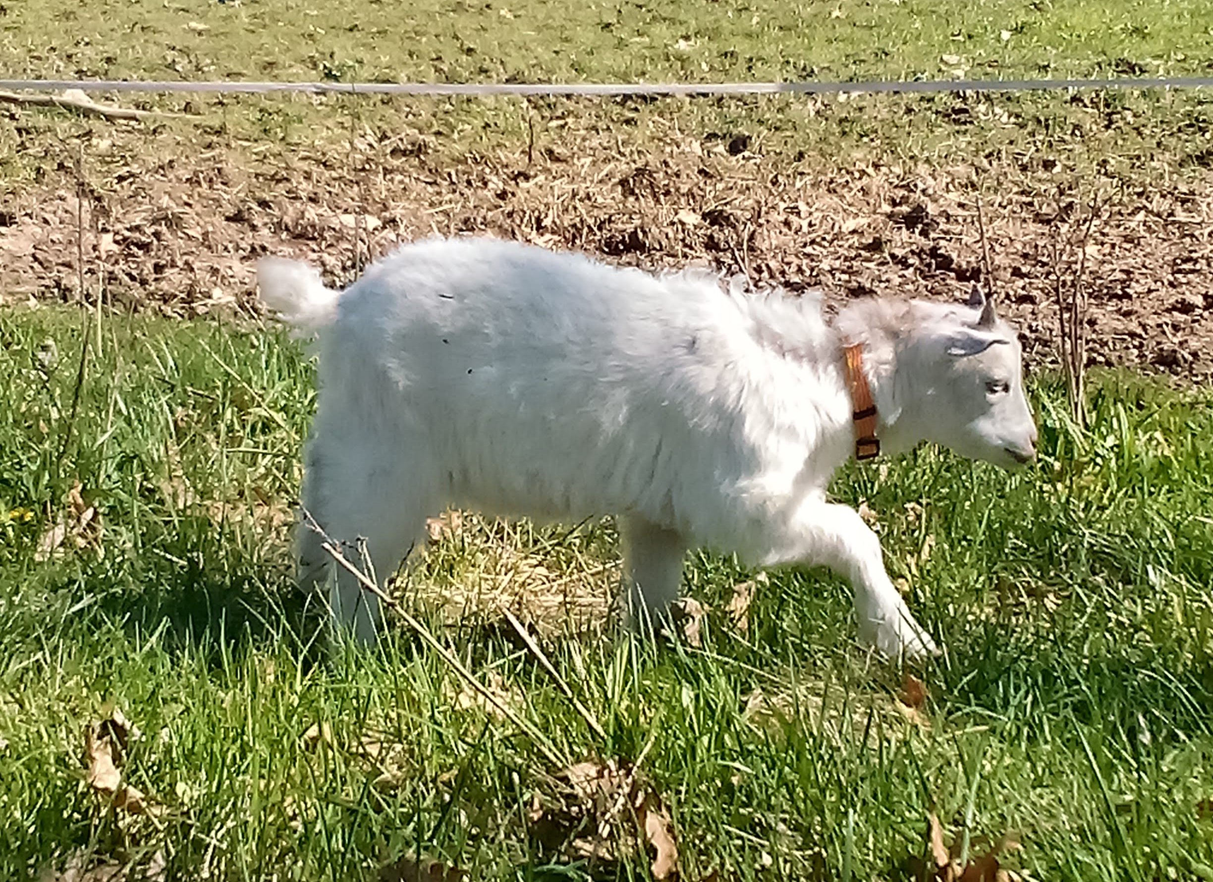 Oak Hill Bors