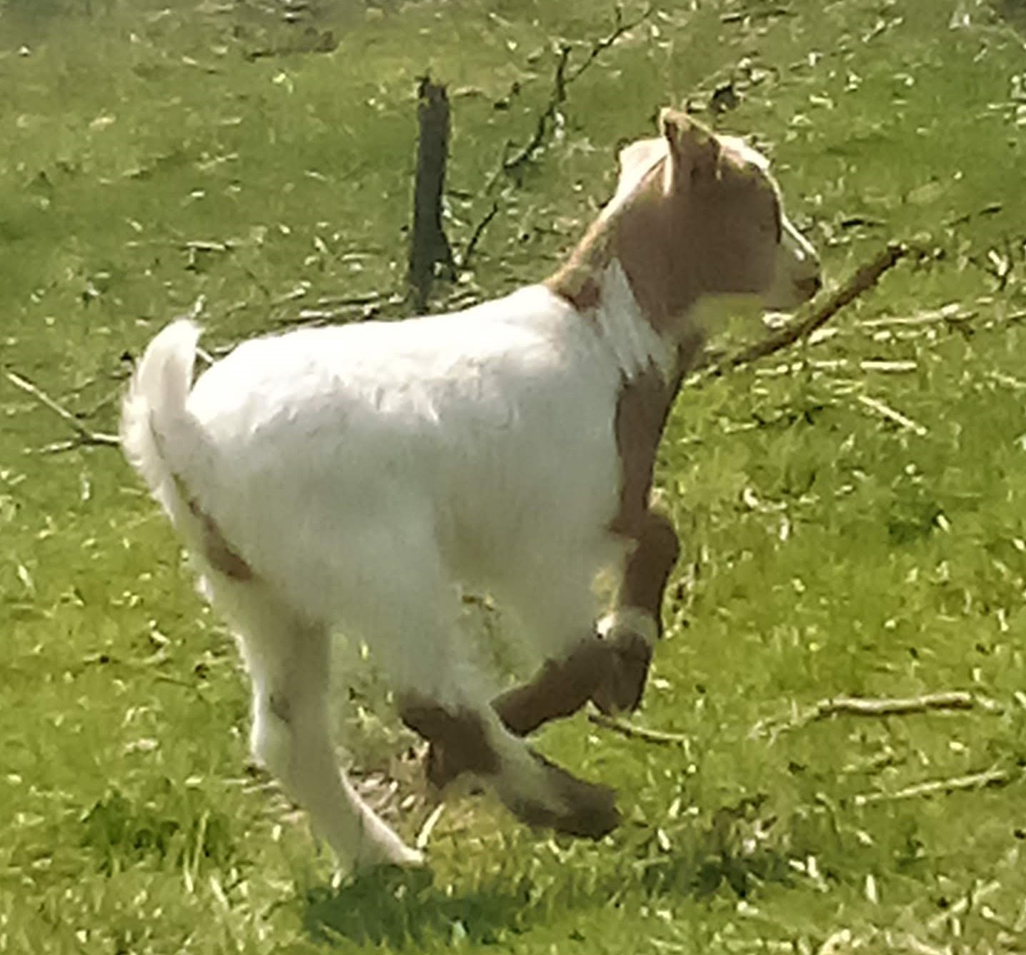 Oak Hill Fawn