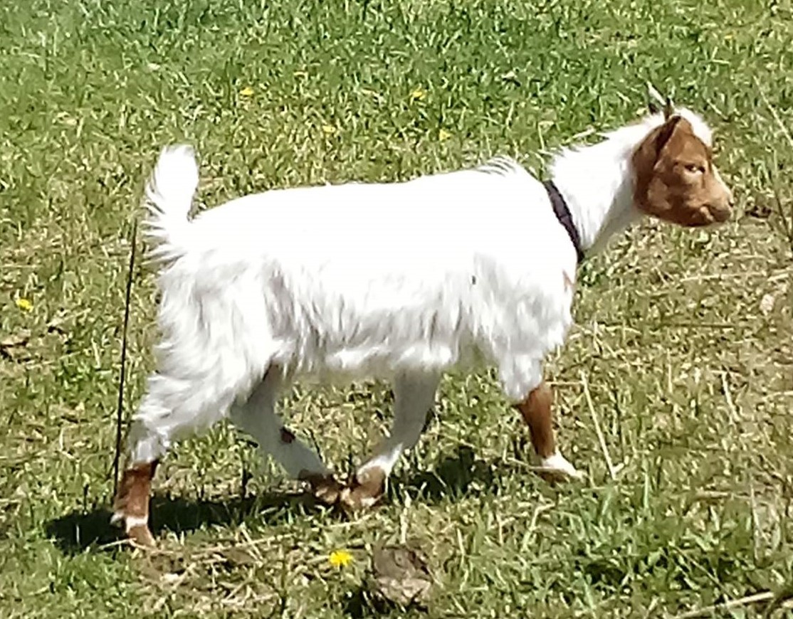 Oak Hill Sinatra
