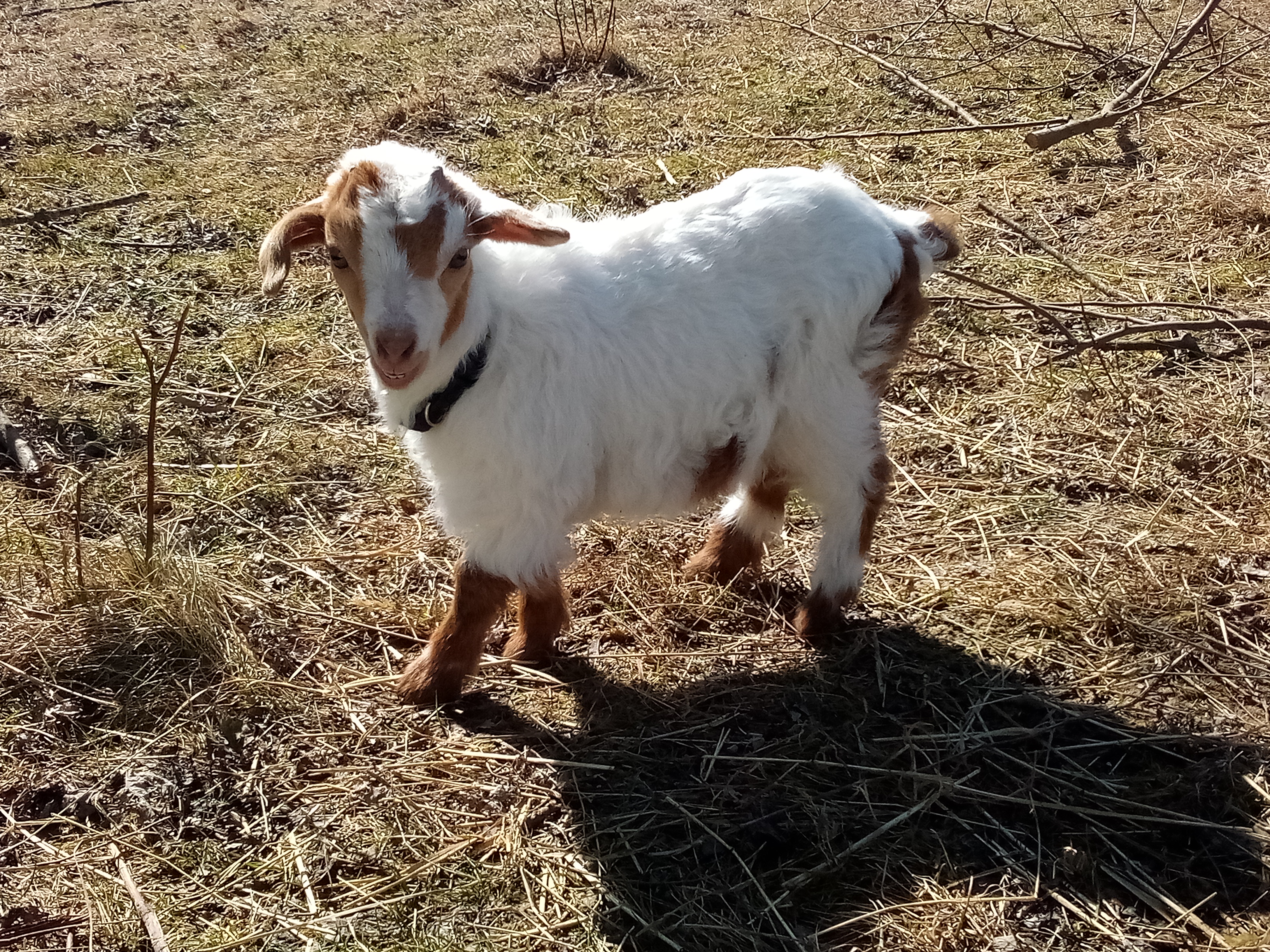 Oak Hill Valentine