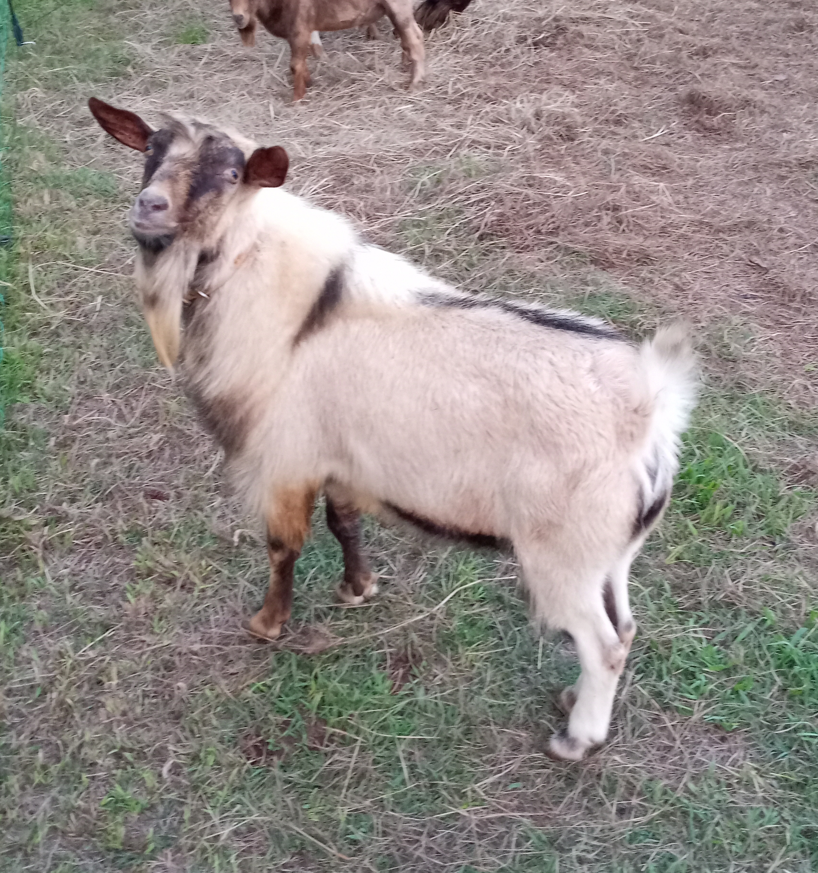 Oak Hill Buster
