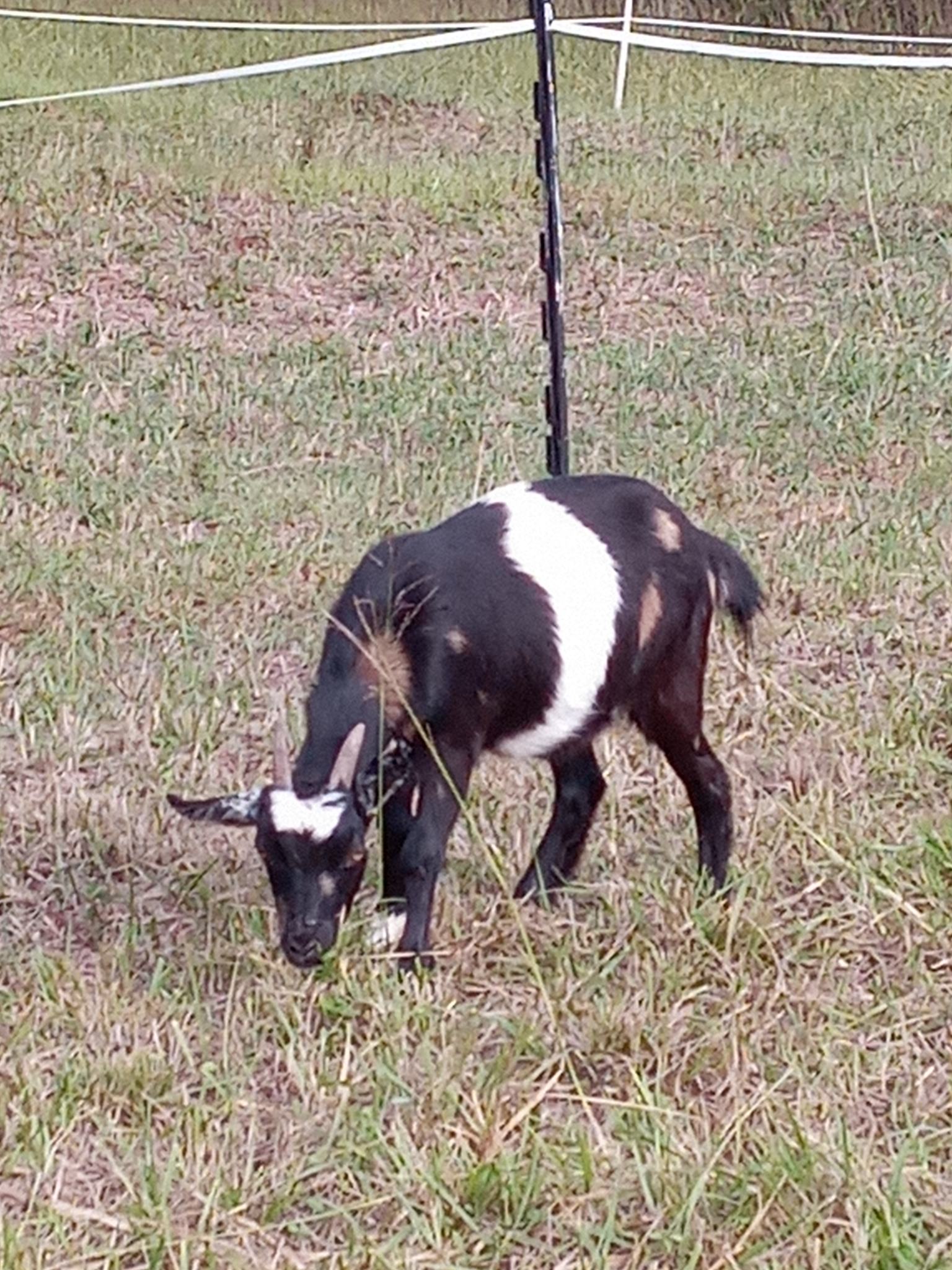 Blossom View Goats Buttercup