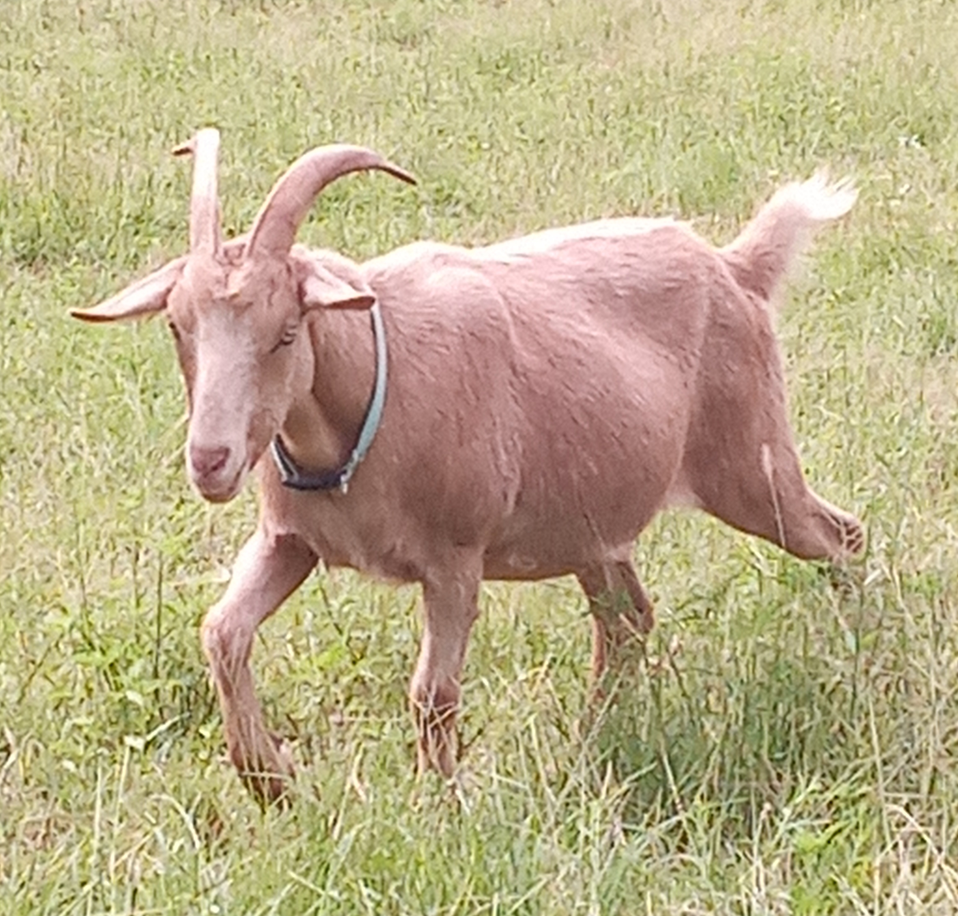Oak Hill Dandy
