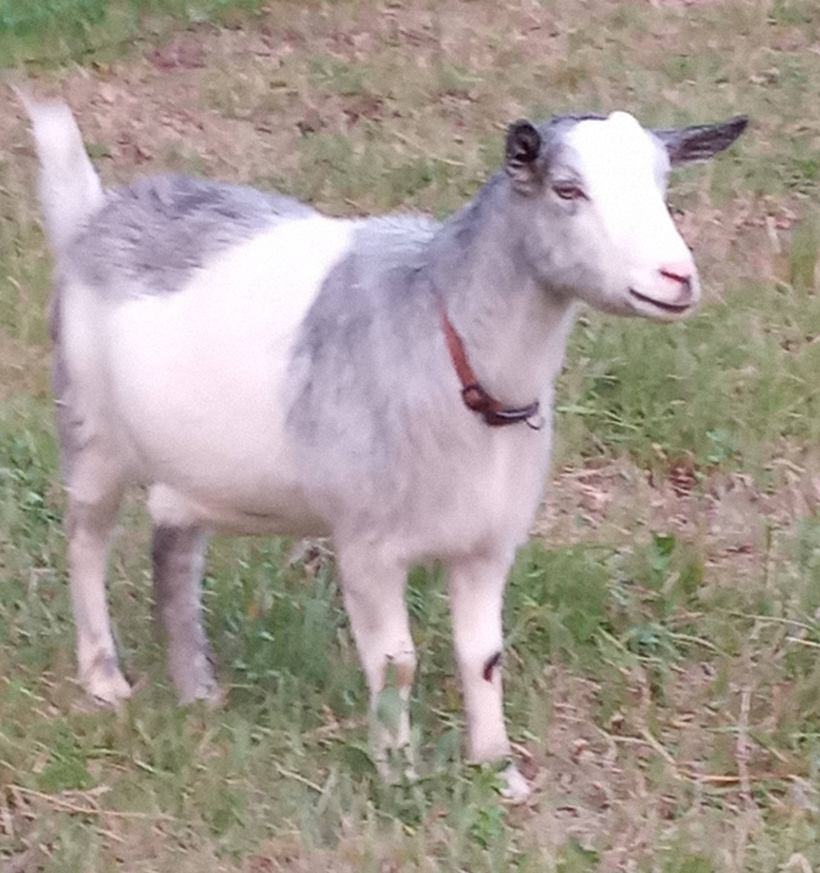Blossom View Goats Devine Vindication