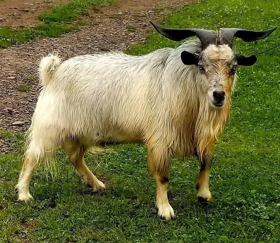 Gardienne's Django