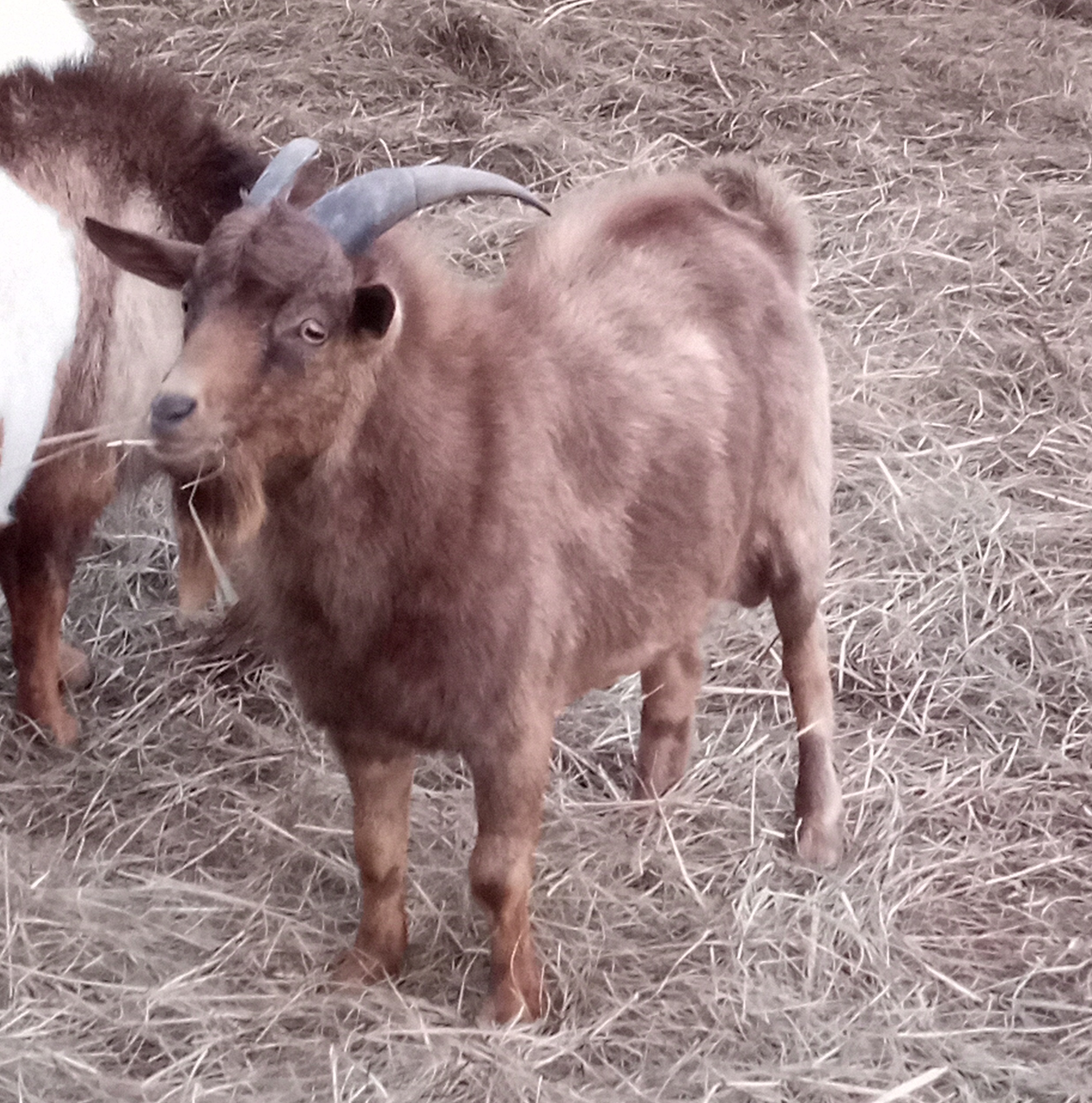 Oak Hill Griffon