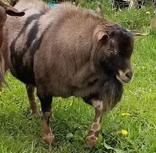 Juniper Crossing Farms Lakota