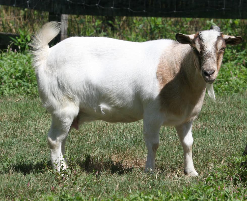 Skydance Farm Harley's Lucy