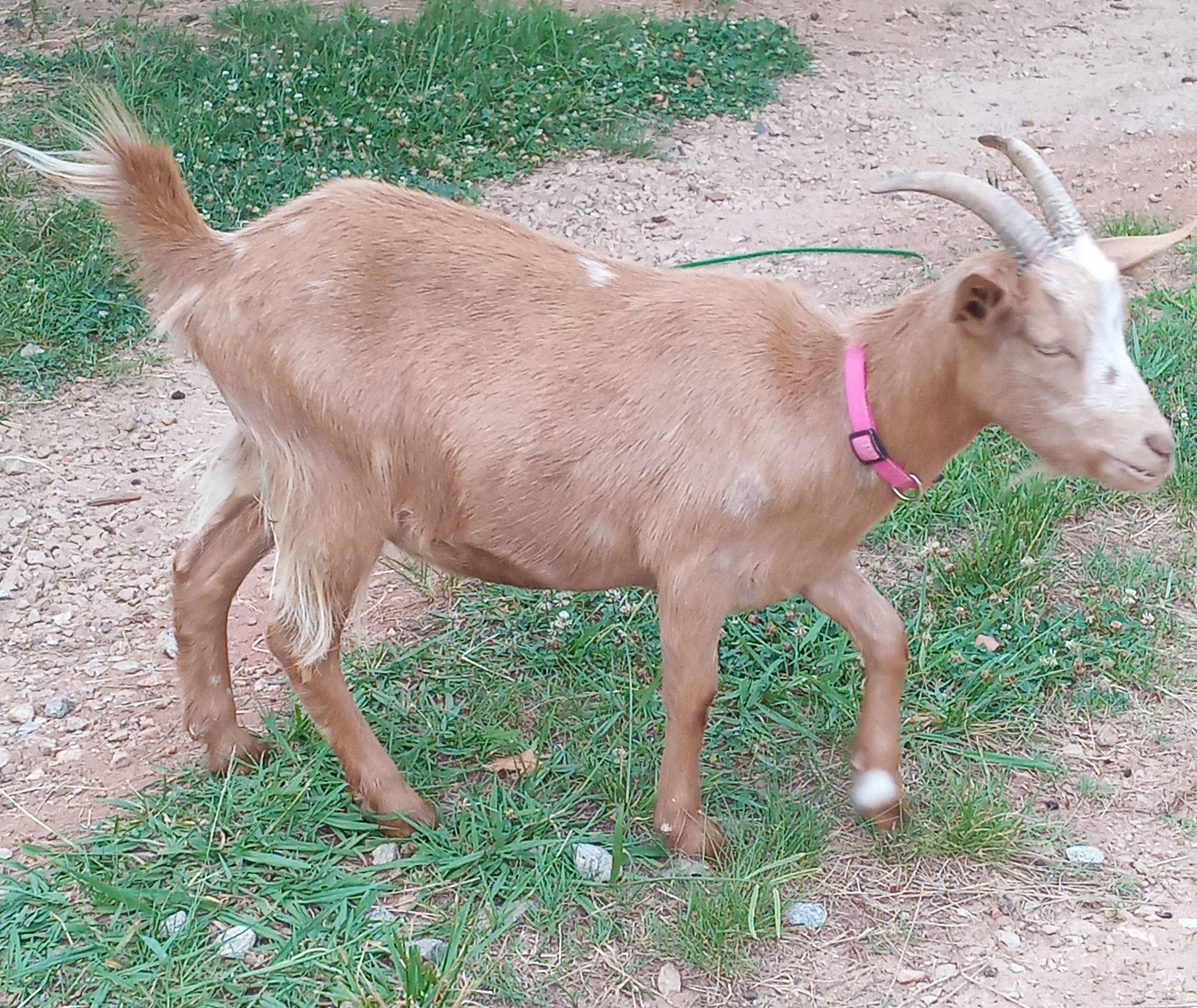 Oak Hill Maxine