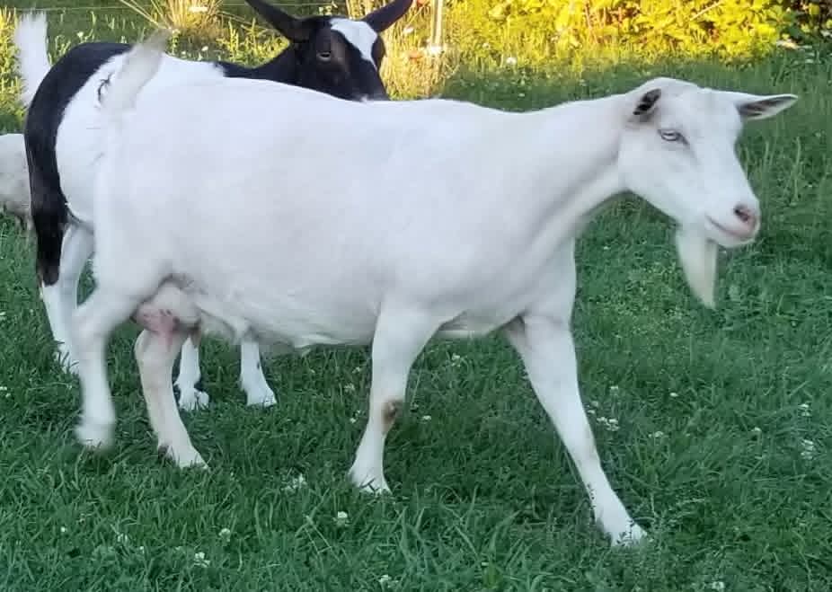 Blossom View Goats Pearl