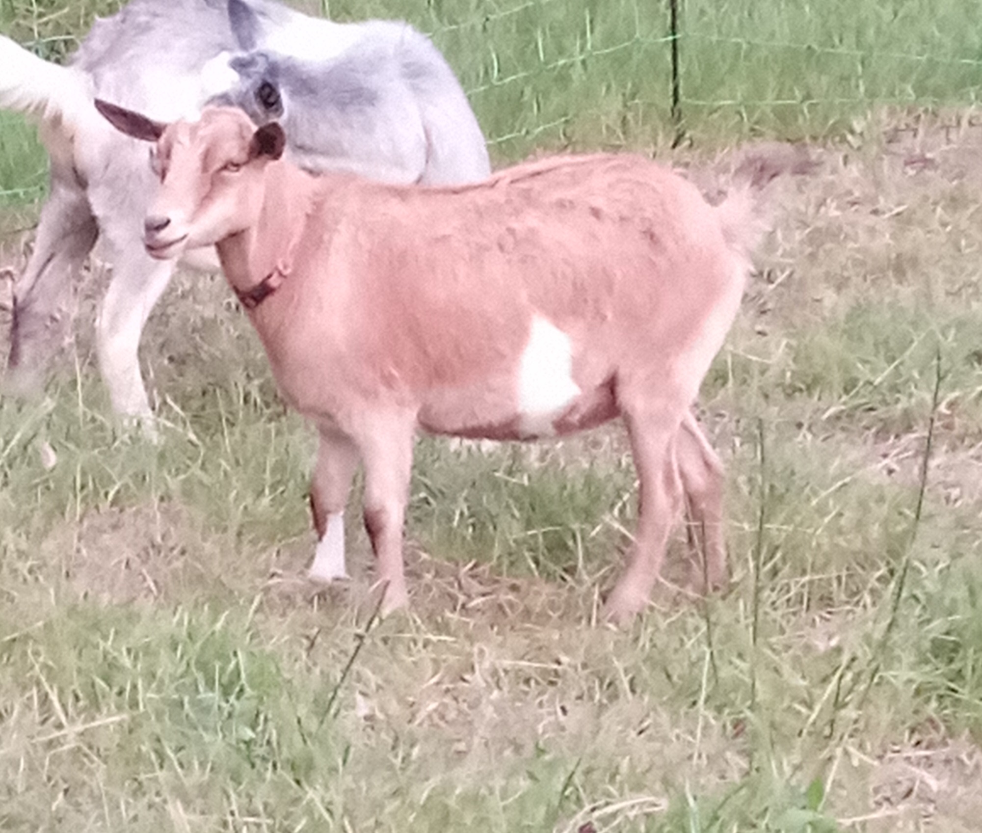 Oak Hill Pippin