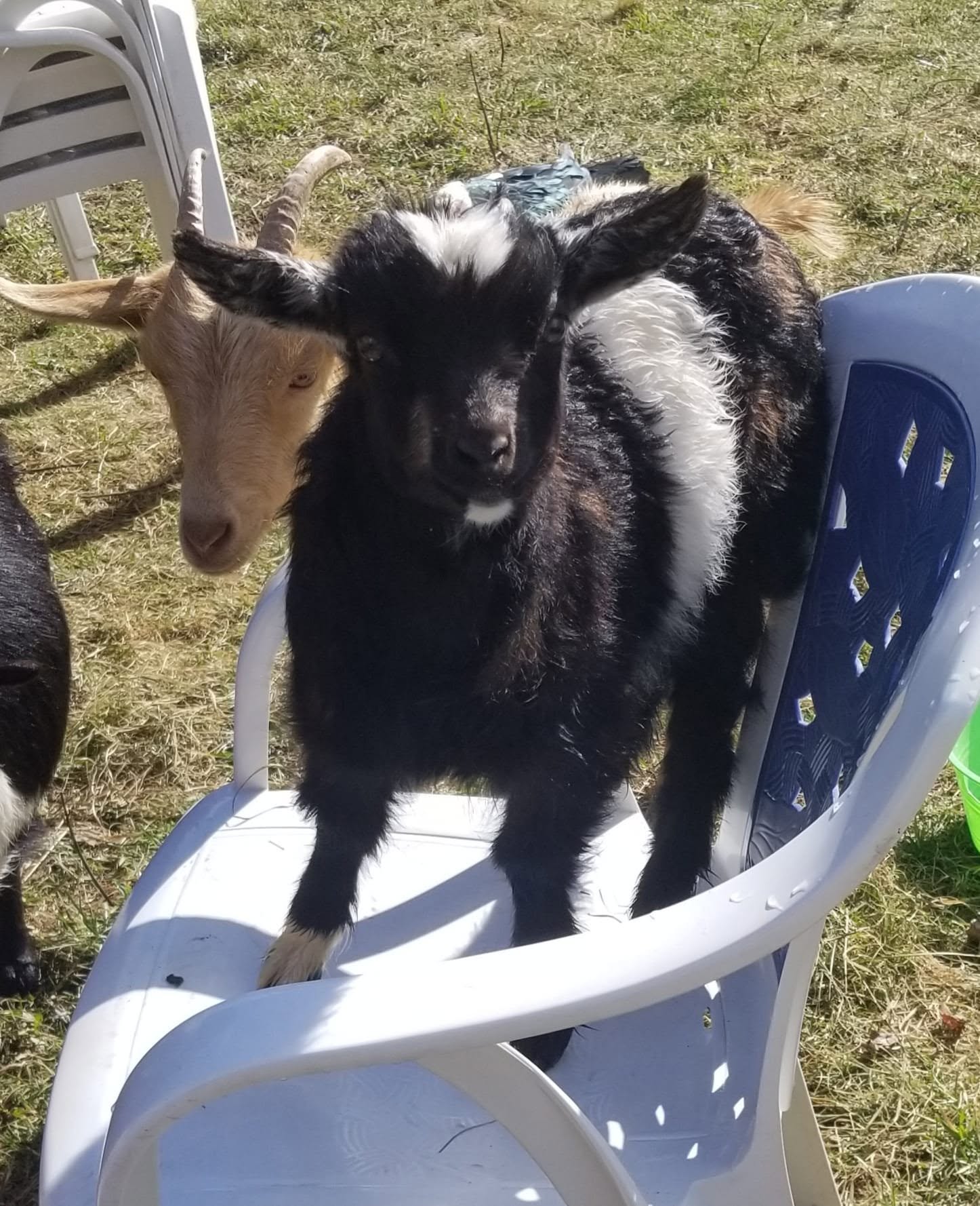 Blossom View Goats Buttercup
