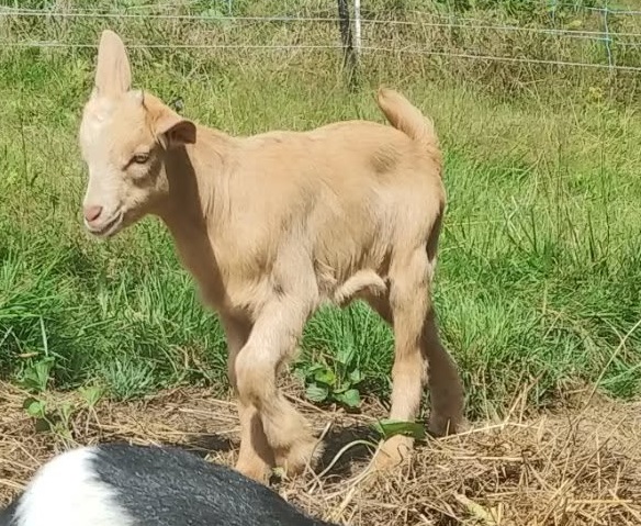 Oak Hill Dandy