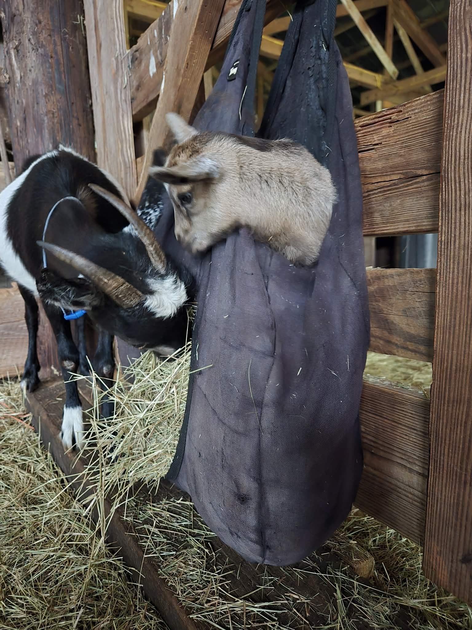 Lula Mae doeling retained at Barakah Heritage Farm